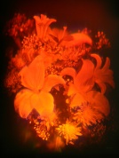 Голограмма «Лилии с хризантемами»